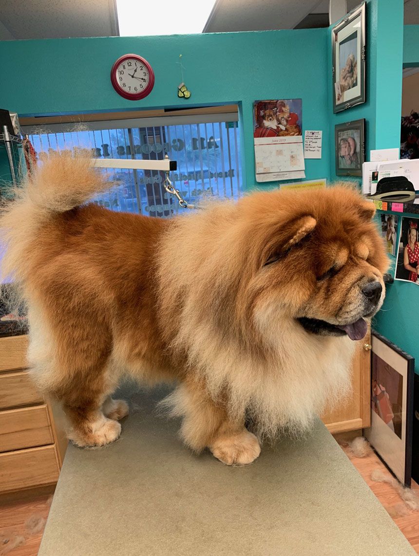 Professionally groomed dog at Grooming Deals