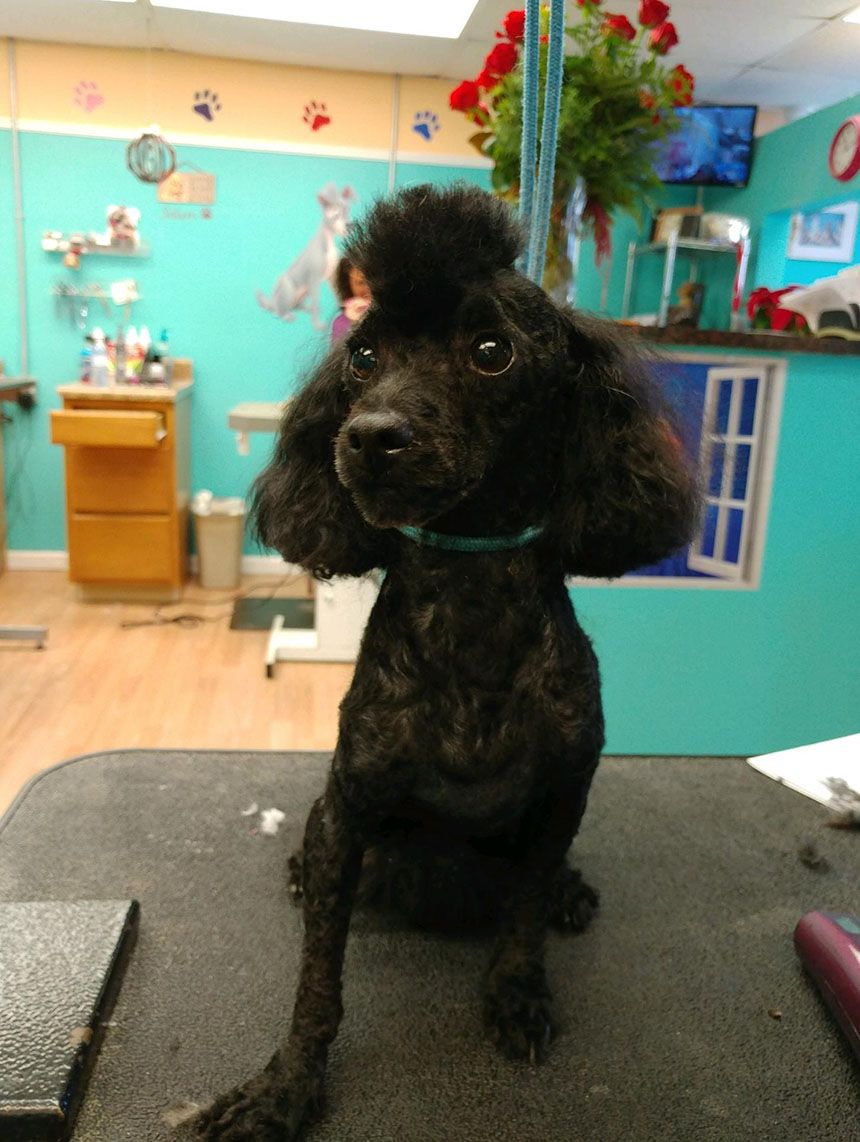 Professionally groomed dog at Grooming Deals