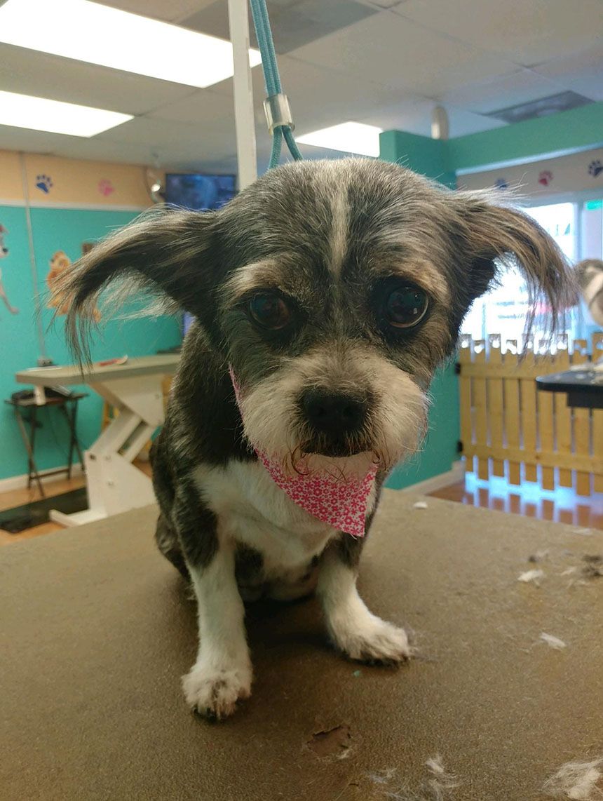 Professionally groomed dog at Grooming Deals