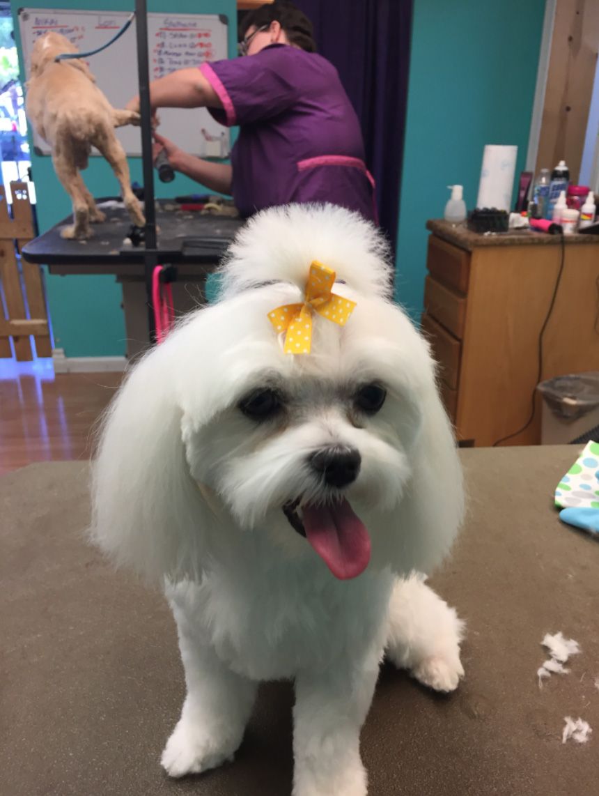 Professionally groomed dog at Grooming Deals