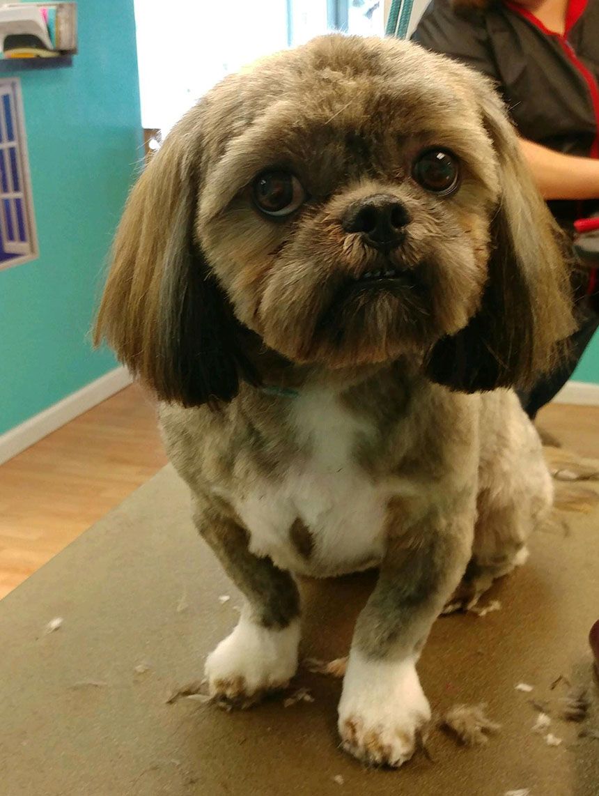 Professionally groomed dog at Grooming Deals