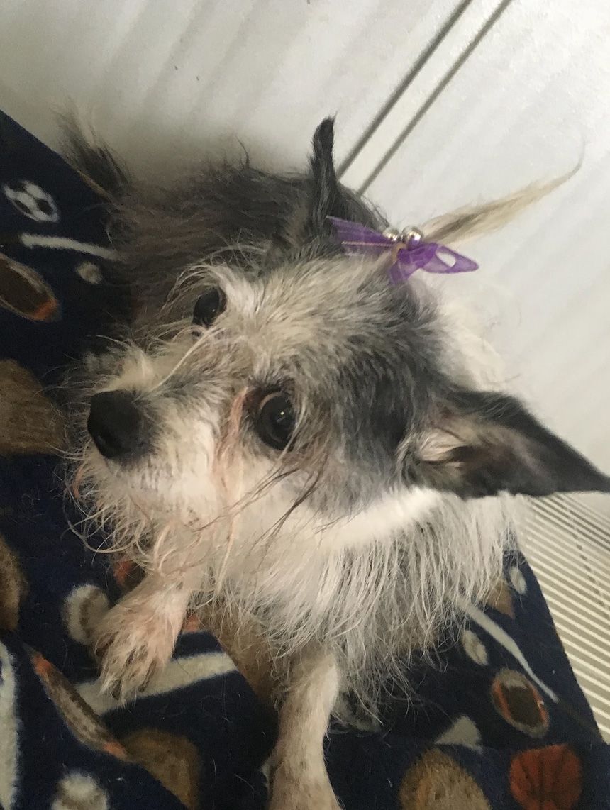 Professionally groomed dog at Grooming Deals