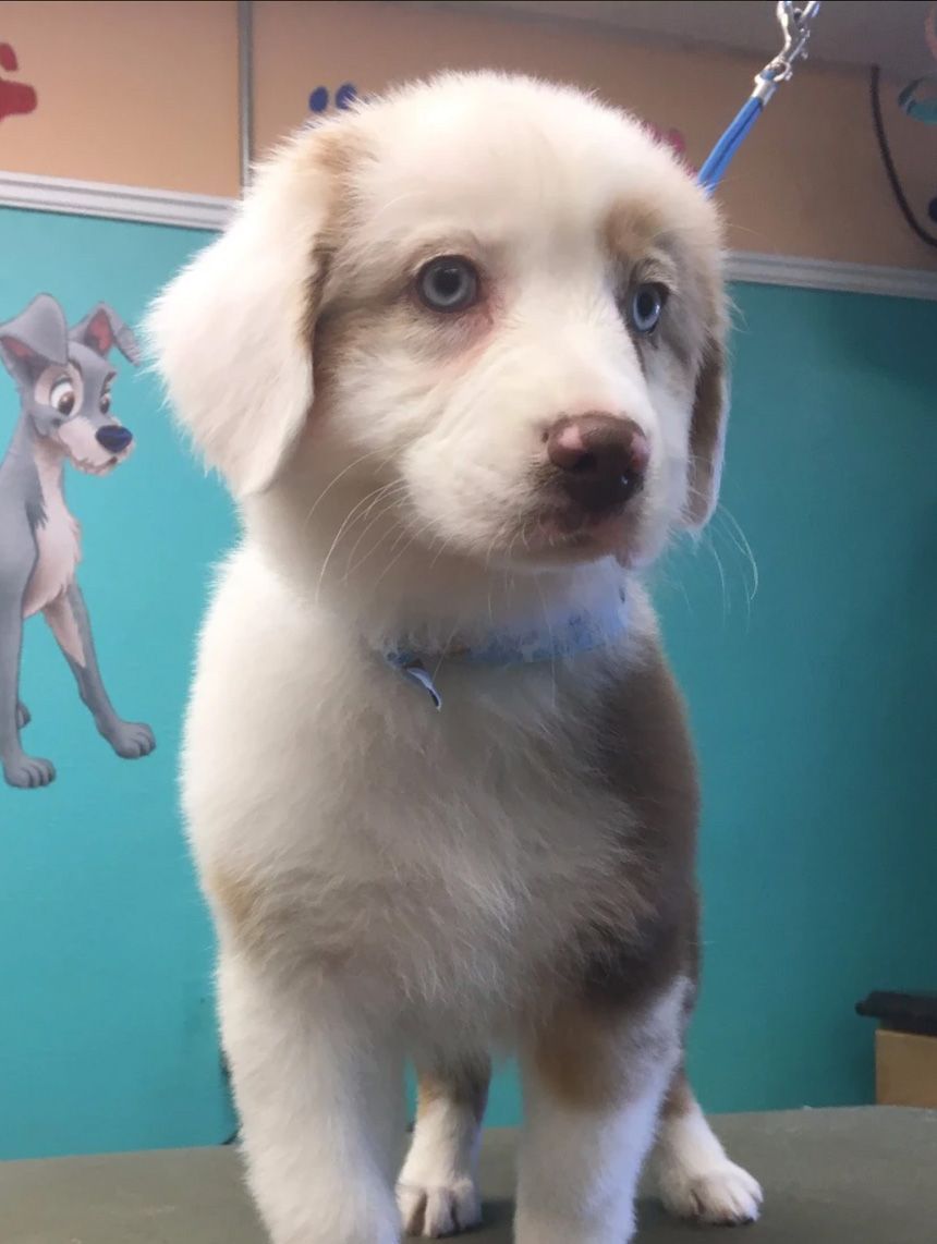 Professionally groomed dog at Grooming Deals
