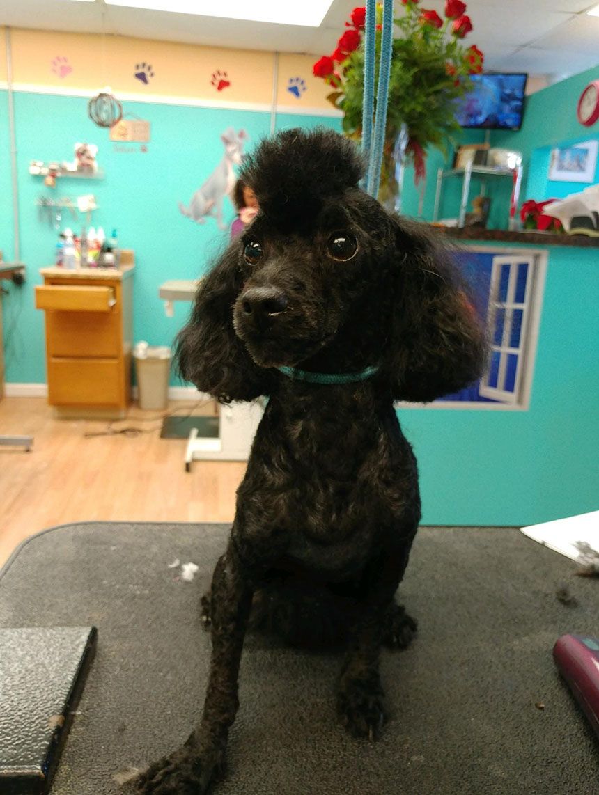Professionally groomed dog at Grooming Deals