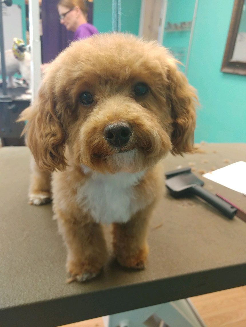 Professionally groomed dog at Grooming Deals
