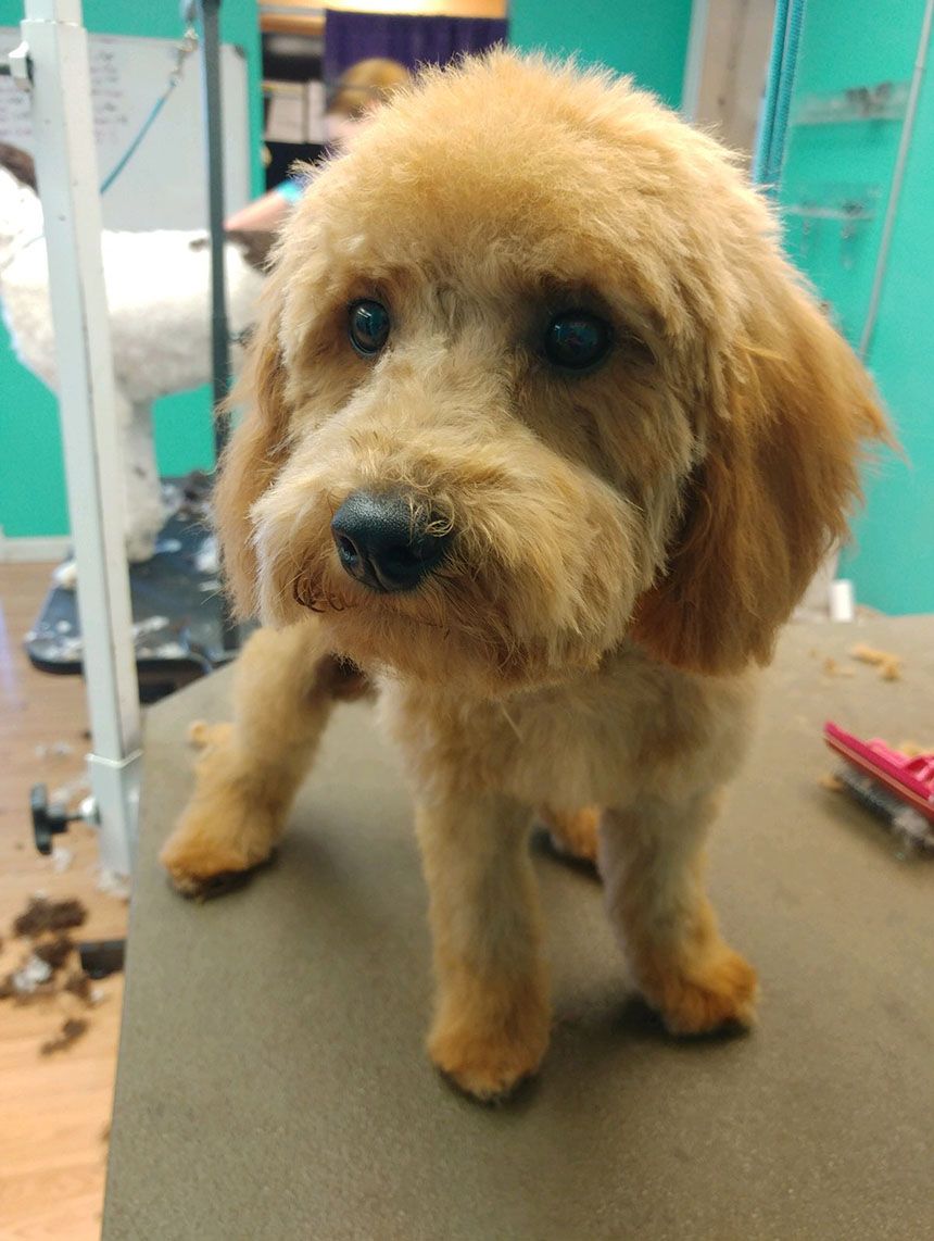 Professionally groomed dog at Grooming Deals